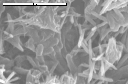 SEM image