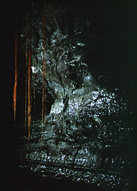 Actinomycetes,Roots-small.jpeg
