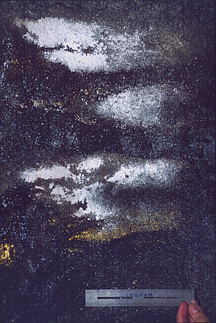 Actinomycetes10-small.jpeg