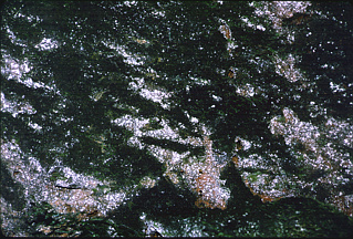 Actinomycetes2-small.jpeg