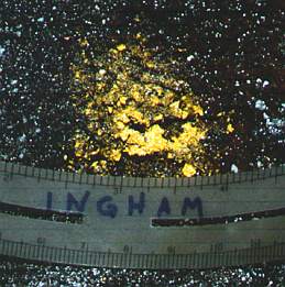 Actinomycetes5-cropped-small.jpeg