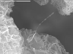 SEM image