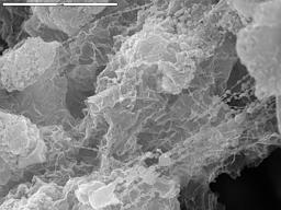 SEM image