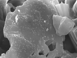 SEM image