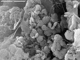 SEM image