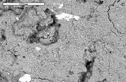 SEM image