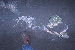 Microbial filaments and green slime on a rock
