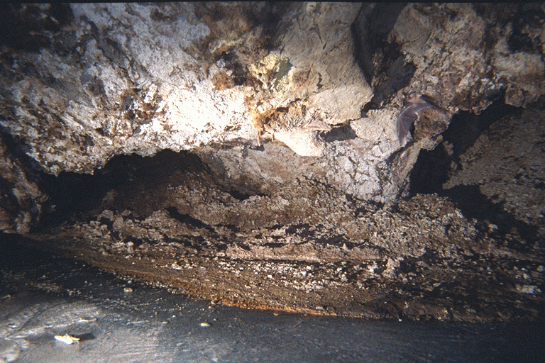 Bat in passage